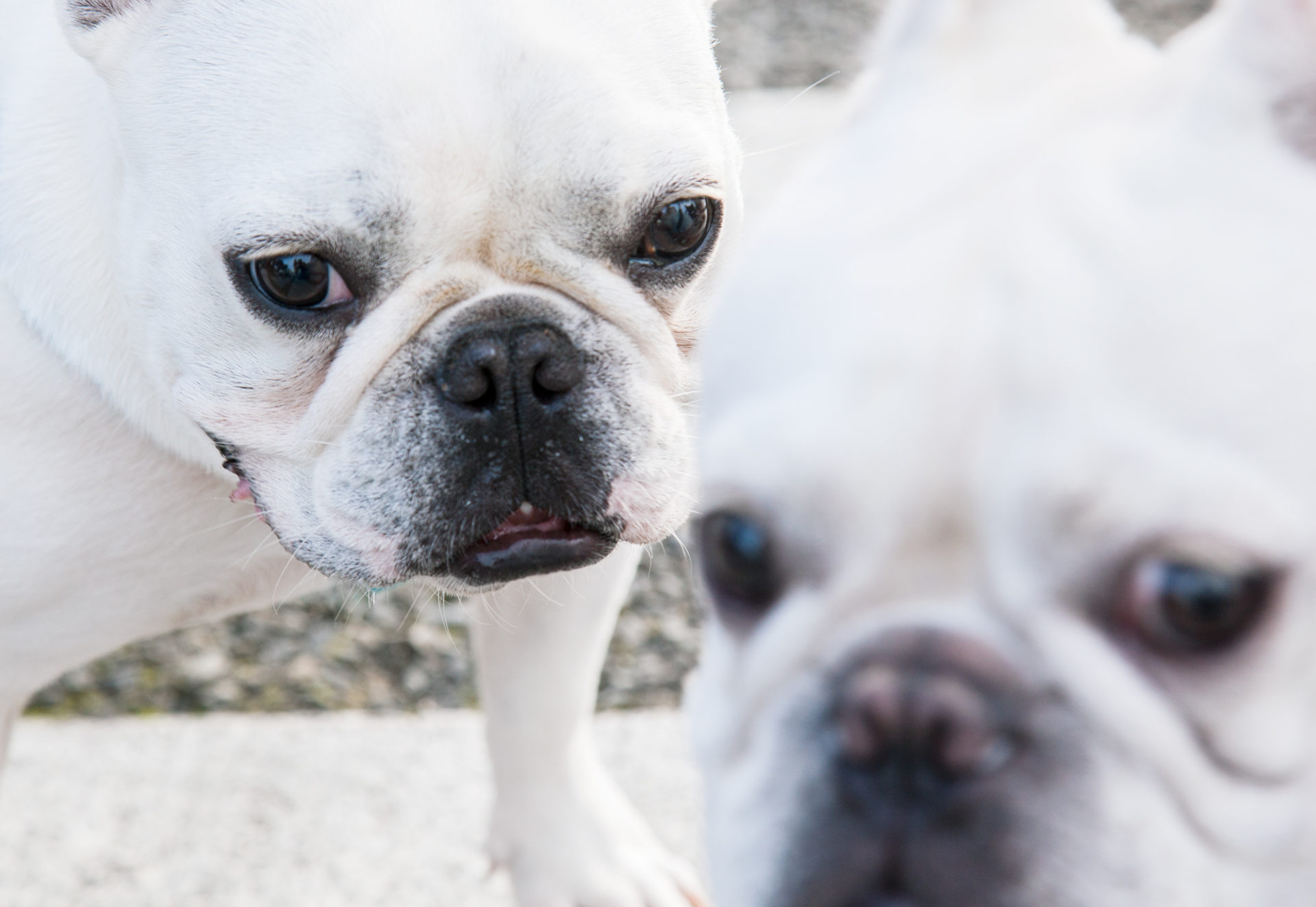 第六話 階段を降りられない犬 かみのたね